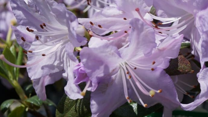 春の花：ツツジシャクナゲ’クロシオ’