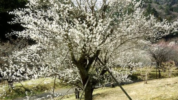 2025年 3月14日(金)の「高尾梅郷」(5)