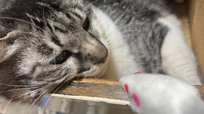 今日も引き出し猫