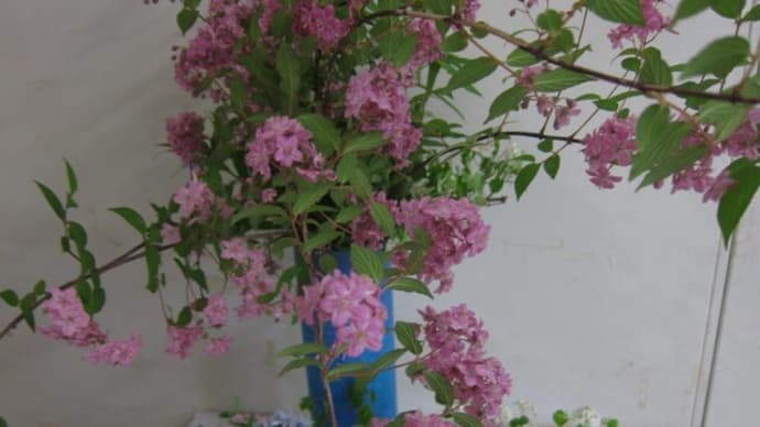 篠窪(しのくぼ)の隣町 花芸安達流 北澤様の生け花「見たことが無い小さな花達」(2025/05/06)