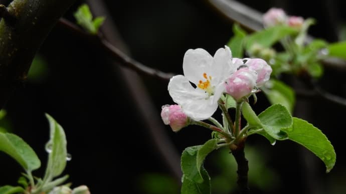雨上がり、ニュートンのリンゴの木の花を撮ってみた