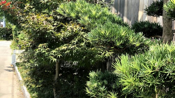 シンボルツリーに、エコライフ。春は赤、夏は深緑、秋は紅葉が綺麗なノムラモミジです。