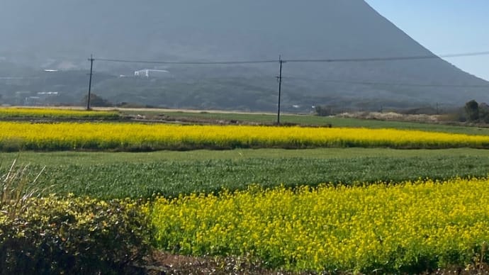 菜の花マラソン大会☆