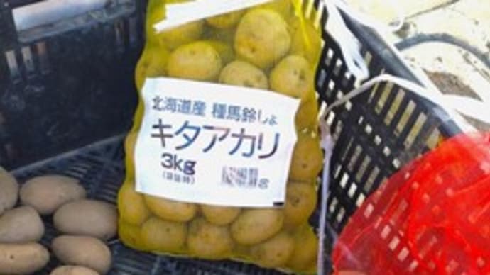 じゃがいもの植え付け & インコ・・・?