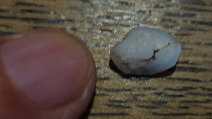 白身魚のイシモチの石がこれ