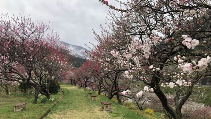 肌寒い週末 花桃少しずつ開花しています