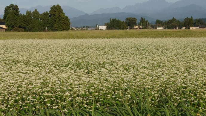 富山のそば畑と秋の剣岳