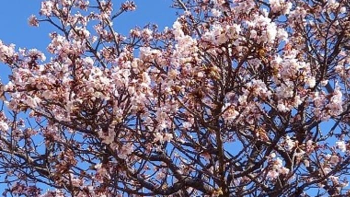 興津の薄寒桜