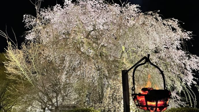 夜桜 円山公園