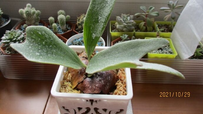 ネザーランド☆植え替え後初めての貯水葉