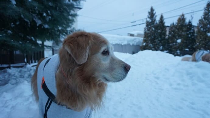 今朝の川沿い散歩 リードを咥えたヤンチャ犬
