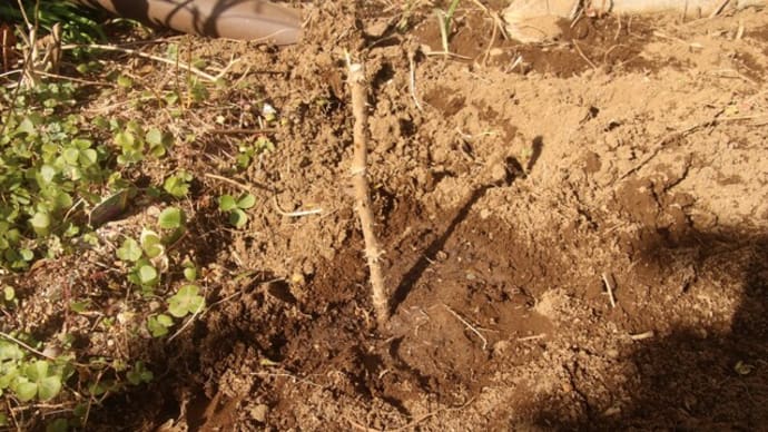 タラの木、コシアブラの苗木を植えました