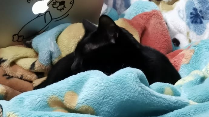 ベッドに入る10分前の猫たち