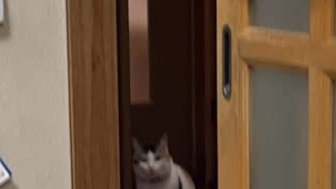 🐈猫に不思議そうに思われてる✌️