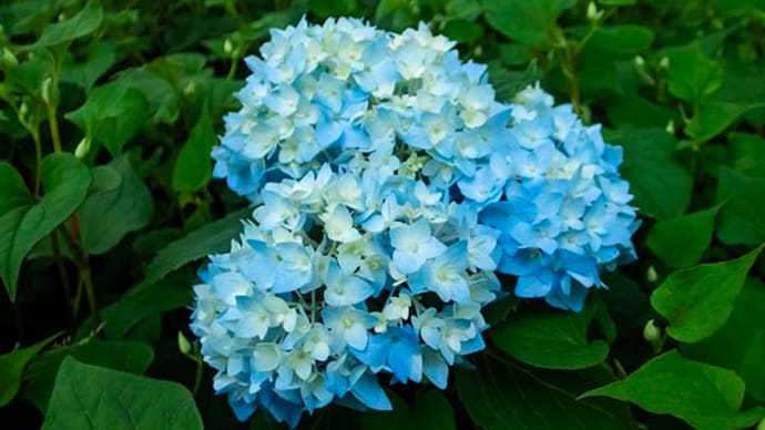 5月の日比谷公園、紫陽花が咲いてました