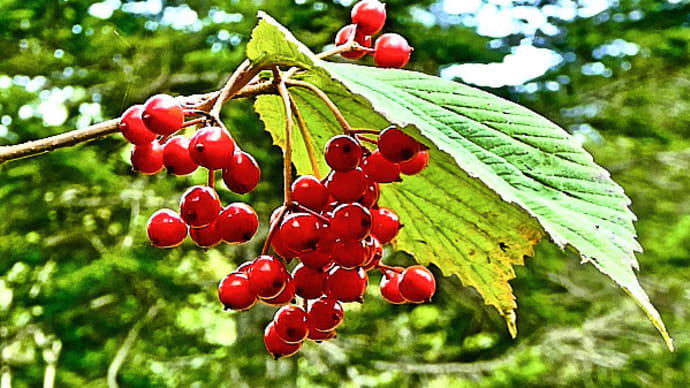 北海道東部太平洋岸に位置する釧路市近郊の山地で、ミヤマガマズミの果実が赤く色付いています