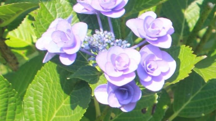 紫陽花を見に衣笠山公園(俺様)