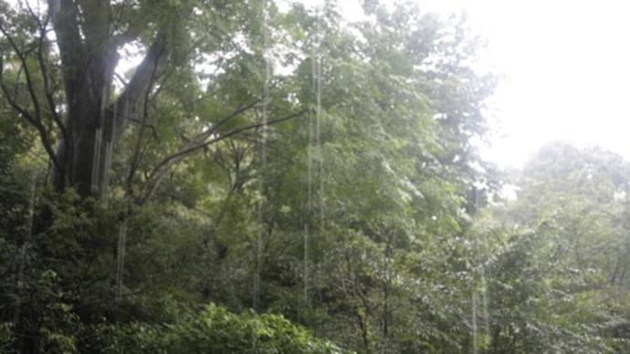 雨の森の一日／葛布織りワークショップ順延のお知らせ　　［友愛の森／里山再生プロジェクト＜46＞］