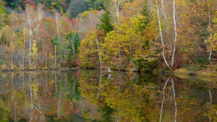 紅葉に会いたくて(乗鞍高原 まいめの池)