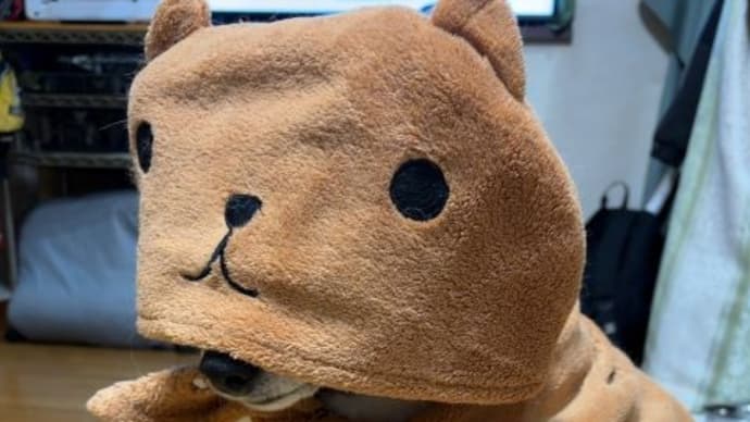 もでーんな柴犬ひのきはお座りで固まる