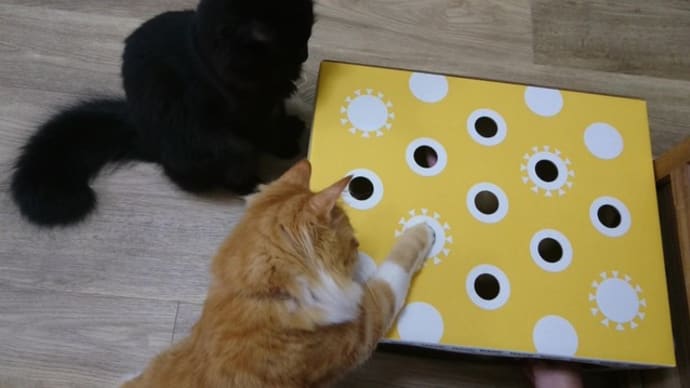 ねこもぐらたたき大会(5/25は保護猫の日)