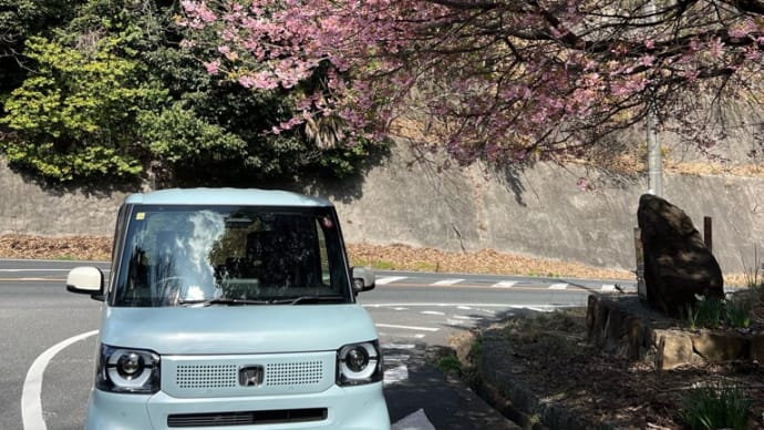 鞆の浦グリーンライン 入口に咲き誇る 河津桜に思わず 立ち止まって カメラを向けると…