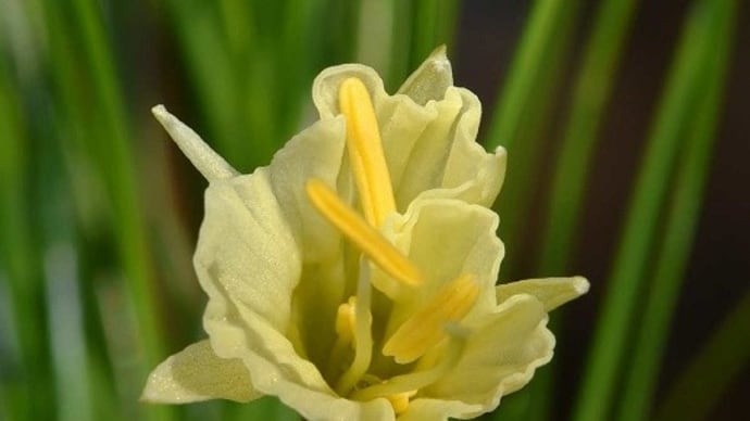 鉢植えの「バルボコジューム」