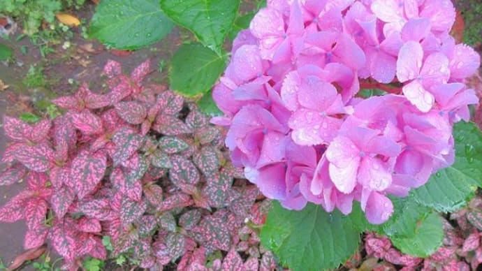 雨上がりの花壇
