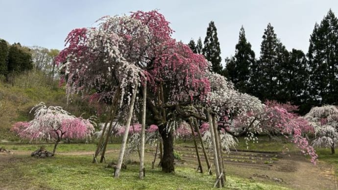 「花桃」見学