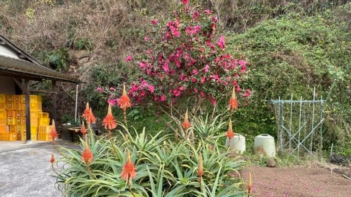アロエの花