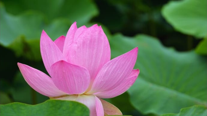 「岩宿の里・古代ハス池」の 大賀蓮