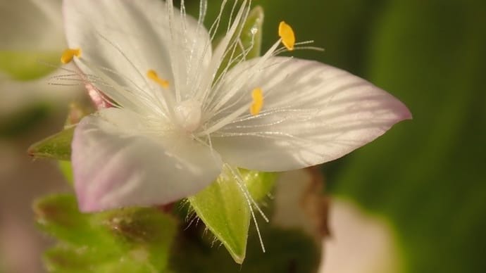 ハツユキカズラのお花は 昔 育てたトラデスカ ンティアと同じでした ❣