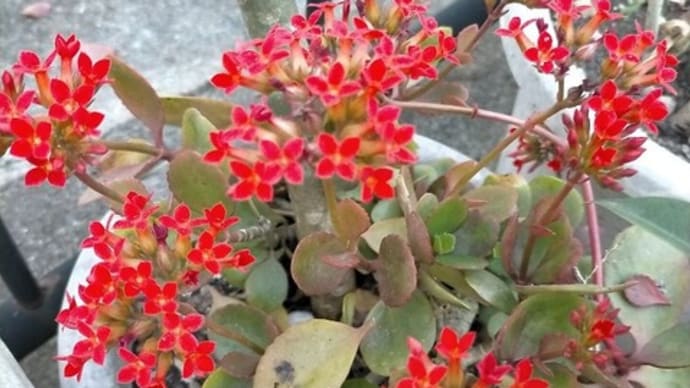 庭の花たち2023.03
