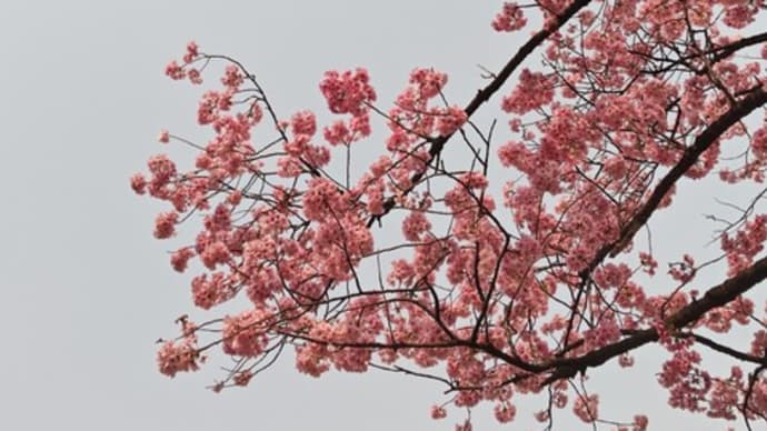 弥生二十六日。さくら散歩④横濱緋桜も見ごろ