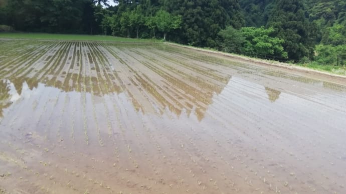 自然米 田植え