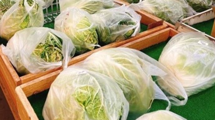 白菜の保存
