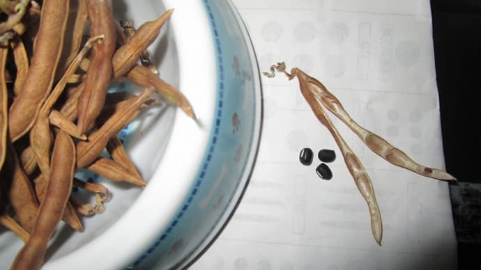 小豆かな? 種蒔きしています。