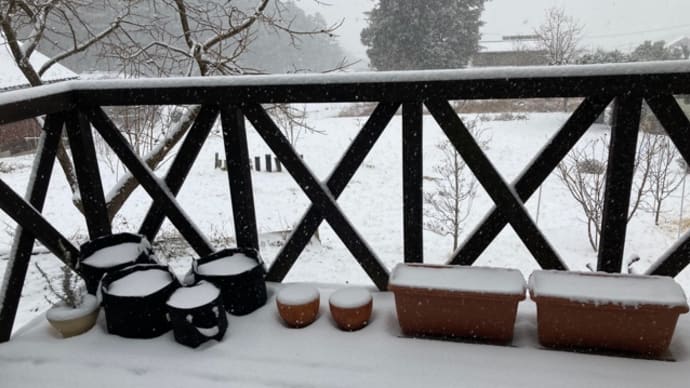 久々の雪!