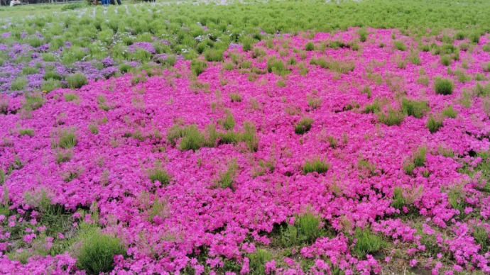 花の、絨毯に、癒されます。