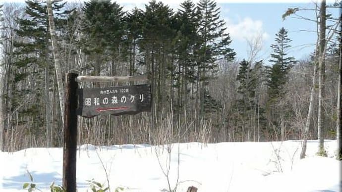 昭和の森のクリ