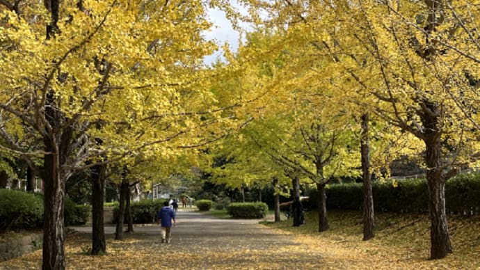 銀杏トンネルの公園散歩
