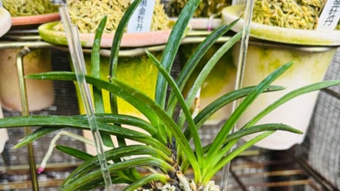 木瀬羆