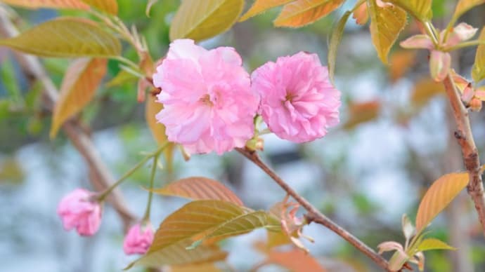 関山・桜開花中4.08