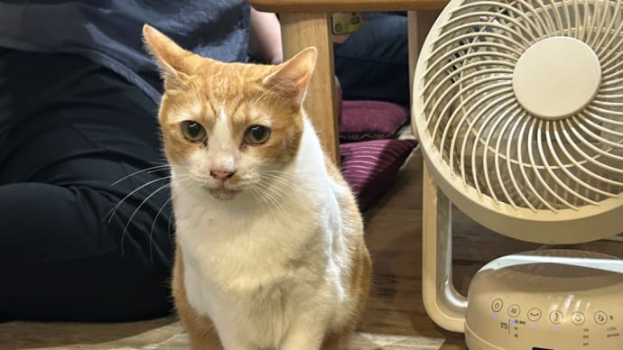 看板猫のいるお店で猫飲み 2 (2407-4)