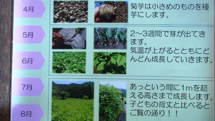 入学式 ~ タカギの畑の<菊芋入学式> 北丹沢の麓・相模原市緑区青野原