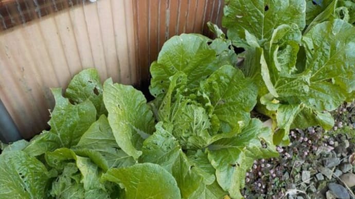 冬野菜の収穫