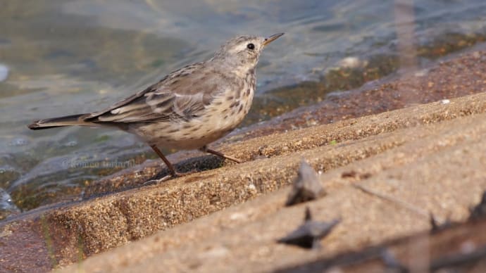 タヒバリ 夏羽に…