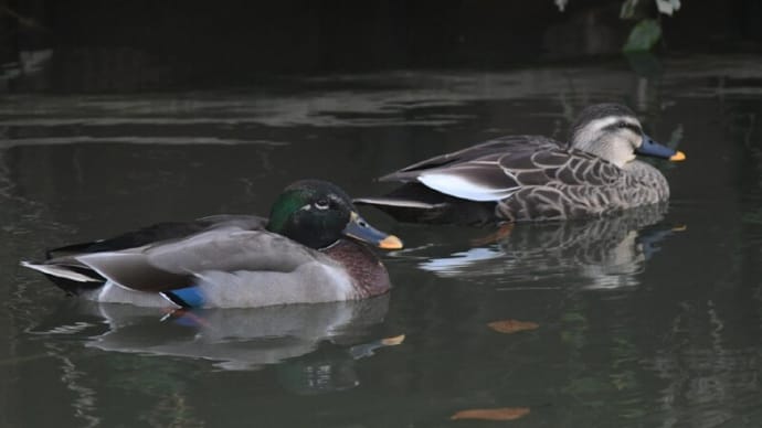 カモの交雑 カルガモ×マガモ