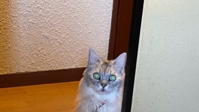 クルシャ君の訴え