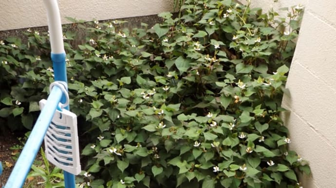ドクダミ茶